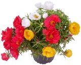 Aktuelle Blumen Angebote bei REWE in Jena Aktuelles Portulakröschen Angebot bei REWE in Jena ab 1,79 €