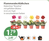 Flammendes Käthchen im aktuellen V-Markt Prospekt