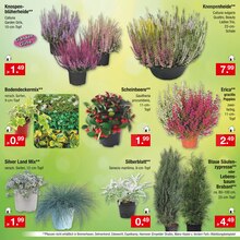 Pflanzen Angebot im Zimmermann Prospekt, gültig von 02.10.2023 bis 07.10.2023 Pflanzen Angebot im aktuellen Zimmermann Prospekt auf Seite 11