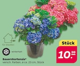 Bauernhortensie im aktuellen Netto mit dem Scottie Prospekt