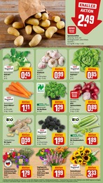Blumen Angebot & Preis im aktuellen REWE Prospekt Blumen Angebot im aktuellen REWE Prospekt auf Seite 7