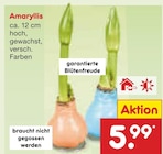 Amaryllis Angebote bei Netto Marken-Discount Braunschweig für 5,99 €