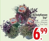 Aktuelles Herbstpflanzen Trio Angebot bei EDEKA in Regensburg ab 6,99 €