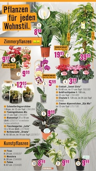 Pflanzen im Hornbach Prospekt "Du kannst es Dir vorstellen. Du kannst es auch bauen." mit 32 Seiten (Bremen)