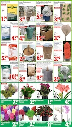 Wreesmann Orchidee im Prospekt Wreesmann Orchidee im Prospekt