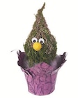 Aktuelles Heidekraut (Calluna Spreewaldwichtel) Angebot bei Lidl in Hagen (Stadt der FernUniversität) ab 5,99 €