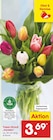 Aktuelles Tulpen-Strauß Harlekin Angebot bei Netto Marken-Discount in Koblenz ab 3,69 €