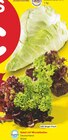 Aktuelle Salat Angebote bei Netto Marken-Discount in Nürnberg Aktuelles Salat mit Wurzelballen Angebot bei Netto Marken-Discount in Nürnberg ab 1,00 €