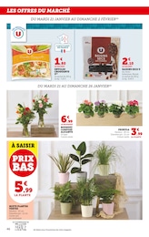 Offre Plante Verte dans le catalogue Super U du moment à la page 46