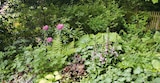 Schattengarten-Stauden im Angebot bei Hagebaumarkt in Ettlingen Schattengarten-Stauden Angebote bei Hagebaumarkt Ettlingen für 8,99 €