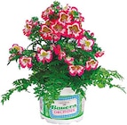 Bauernorchidee Angebote bei Netto mit dem Scottie Berlin für 3,99 €