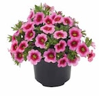 ZAUBERGLÖCKCHEN im Angebot bei OBI in Bergkamen ZAUBERGLÖCKCHEN Angebote von GROW BY OBI bei OBI Bergkamen für 3,49 €