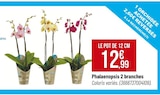 Phalaenopsis 2 branches dans le catalogue Bricorama