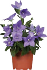 Aktuelle Pflanzen Angebote bei Globus-Baumarkt in Frankfurt (Main) Aktuelles Großblütige Ballonblume Angebot bei Globus-Baumarkt in Frankfurt (Main) ab 2,99 €