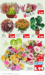 Kaufland Zimmerpflanzen im Prospekt 