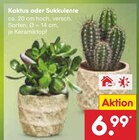 Aktuelles Kaktus oder Sukkulente Angebot bei Netto Marken-Discount in Bochum ab 6,99 €