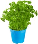 REWE Lichtenstein - Bio Petersilie glatt & kraus Angebot im Prospekt Bio Petersilie glatt & kraus bei REWE im Lichtenstein Prospekt für 1,39 €