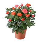 Rosier en pot en promo chez Lidl Rennes à 2,95 €