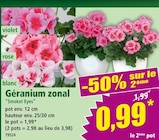 Géranium zonal - Norma à Strasbourg Géranium zonal en promo chez Norma Strasbourg à 0,99 €