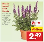 Bienenfreundliche Staude im Angebot bei Netto Marken-Discount in Hilden Bienenfreundliche Staude Angebote bei Netto Marken-Discount Hilden für 2,49 €