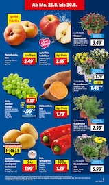 Blumen im Lidl Prospekt in Marl Aktueller Lidl Prospekt mit Blumen, "LIDL LOHNT SICH", Seite 5