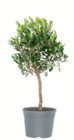 Olivenstämmchen 16-cm-Topf Angebote bei toom Baumarkt Beckum für 9,99 €