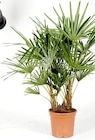 Palme Angebote bei Thomas Philipps Tübingen für 22,22 €