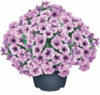 Petunien bei Netto Marken-Discount im Erlensee Prospekt für 7,99 €