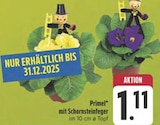 Aktuelles Primel mit Schornsteinfeger Angebot bei E center in Chemnitz ab 1,11 €
