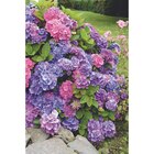 Hortensia en promo chez Carrefour Market Lille à 4,70 €