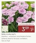 Nelke Lucky Lips von  im aktuellen Pflanzen Kölle Prospekt für 3,59 €
