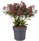 Angebot im Blumen Ostmann Visbek Prospekt Blumen Ostmann Visbek Prospekt mit im Angebot für 5,99 €