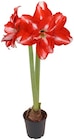 Penny Seesen - Amaryllis Angebot im Prospekt Amaryllis bei Penny im Seesen Prospekt für 2,99 €