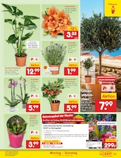 Blumen im Netto Marken-Discount Prospekt in Gera Aktueller Netto Marken-Discount Prospekt mit Blumen, "Aktuelle Angebote", Seite 42