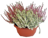 Sommerheide dreifarbig  im aktuellen Kaufland Prospekt für 6,99 €