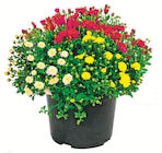 Chrysanthemenbüsche-Trio für 3,99 € bei ALDI Nord im Angebot Chrysanthemenbüsche-Trio im aktuellen ALDI Nord Prospekt
