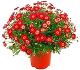 Penny Zorneding - Margeritenbusch Angebot im Prospekt Margeritenbusch bei Penny im Zorneding Prospekt für 6,99 €