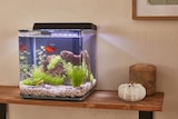 Aquarium "Harmonie" PURE FAMILY - PURE FAMILY dans le catalogue Jardiland