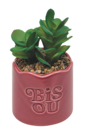 Plante vivace dans le catalogue Maxi Bazar