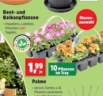 Aktuelles Beet- und Balkonpflanzen Angebot bei Thomas Philipps in Duisburg ab 1,99 €