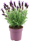 Schopflavendel „Anouk Dark Purple“ von GROW by OBI im aktuellen OBI Prospekt