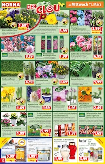 Kerzen im aktuellen Norma Prospekt (Mannheim) Kerzen im Norma Prospekt "Mehr fürs Geld" mit 18 Seiten (Mannheim)