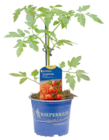 Gemüsepflanzen veredelt bei Hagebaumarkt im Dorfen Prospekt für 3,99 €