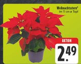Weihnachtsstern im Angebot bei EDEKA in Bautzen Weihnachtsstern Angebote bei EDEKA Bautzen für 2,49 €