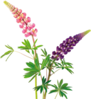 Aktuelle Blumentopf Angebote bei OBI in Erfurt Aktuelles Großstauden Topf-Ø ca. 17 cm Angebot bei OBI in Erfurt ab 6,99 €