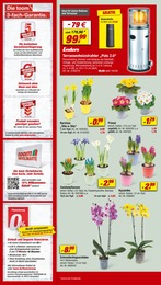 Orchidee Angebot im aktuellen toom Baumarkt Prospekt auf Seite 2