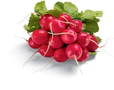 Aktuelles Radieschen Angebot bei Netto Marken-Discount in Oldenburg ab 0,49 €