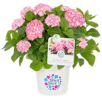 Aktuelles Hortensie Angebot bei ZG Raiffeisen in Freiburg (Breisgau) ab 24,99 €