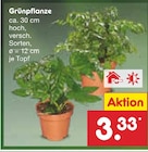 Grünpflanze Angebote bei Netto Marken-Discount Langenhagen für 3,33 €