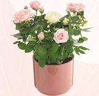 Botanic Épinal - Promo Rosier Carnaval rose et blanc avec cache-pot Promo Rosier Carnaval rose et blanc avec cache-pot à 15,99 € dans le catalogue Botanic à Épinal